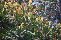 Sideroxylon ferrugineum